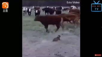 免费牛牛视频观看视频,畅享精彩瞬间，尽在指尖