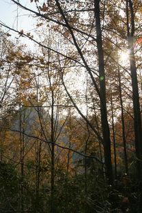 冬日枫在线观看,浪漫冬日，共赏枫叶飘零